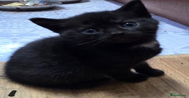 British Shorthair cats - Advert 15