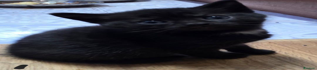 British Shorthair Kitten 1