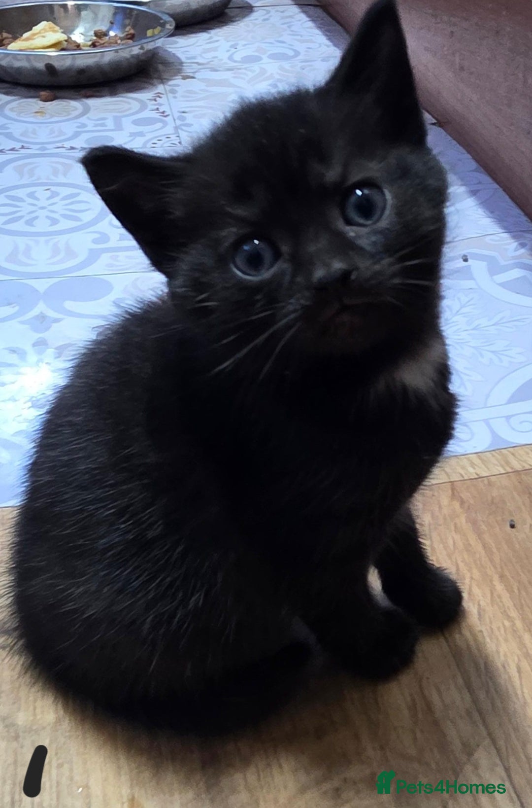 British Shorthair cats for sale: Adorable Fluffy 5x Shorthair Kittens *urgent sale - Image 3