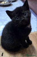 British Shorthair cats - Advert 15