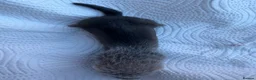 Ferret rodents for sale: Pedigree Full and Semi Angora Kits  - Advert 9