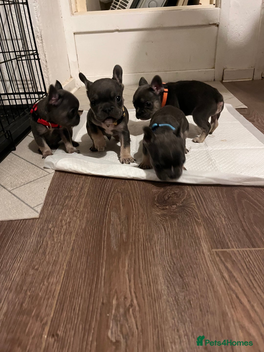 French Bulldog dogs for sale: Cutest frenchie pups  - Advert 30