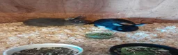 Netherland Dwarf rabbits for sale: Netherland dwarf rabbits for sale in Wigton - Advert 2