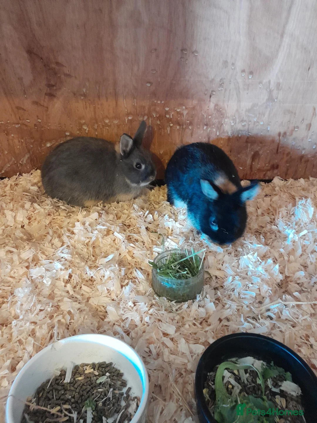 Netherland Dwarf rabbits for sale: Netherland dwarf rabbits for sale in Wigton - Advert 2