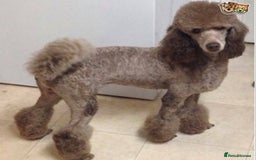 Miniature Poodle dogs for stud: Proven🏆, miniature poodle - Image 10