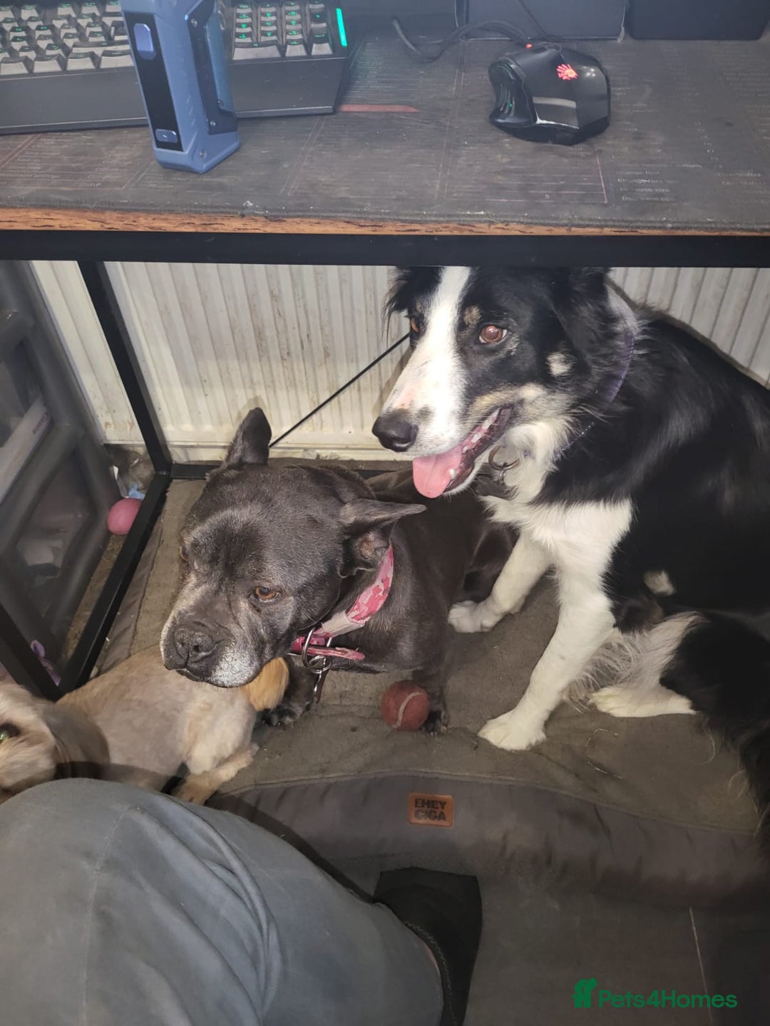 Border Collie dogs for adoption: ❤️Millie fabulous  18-month-old Border Collie ❤️ - Advert 14