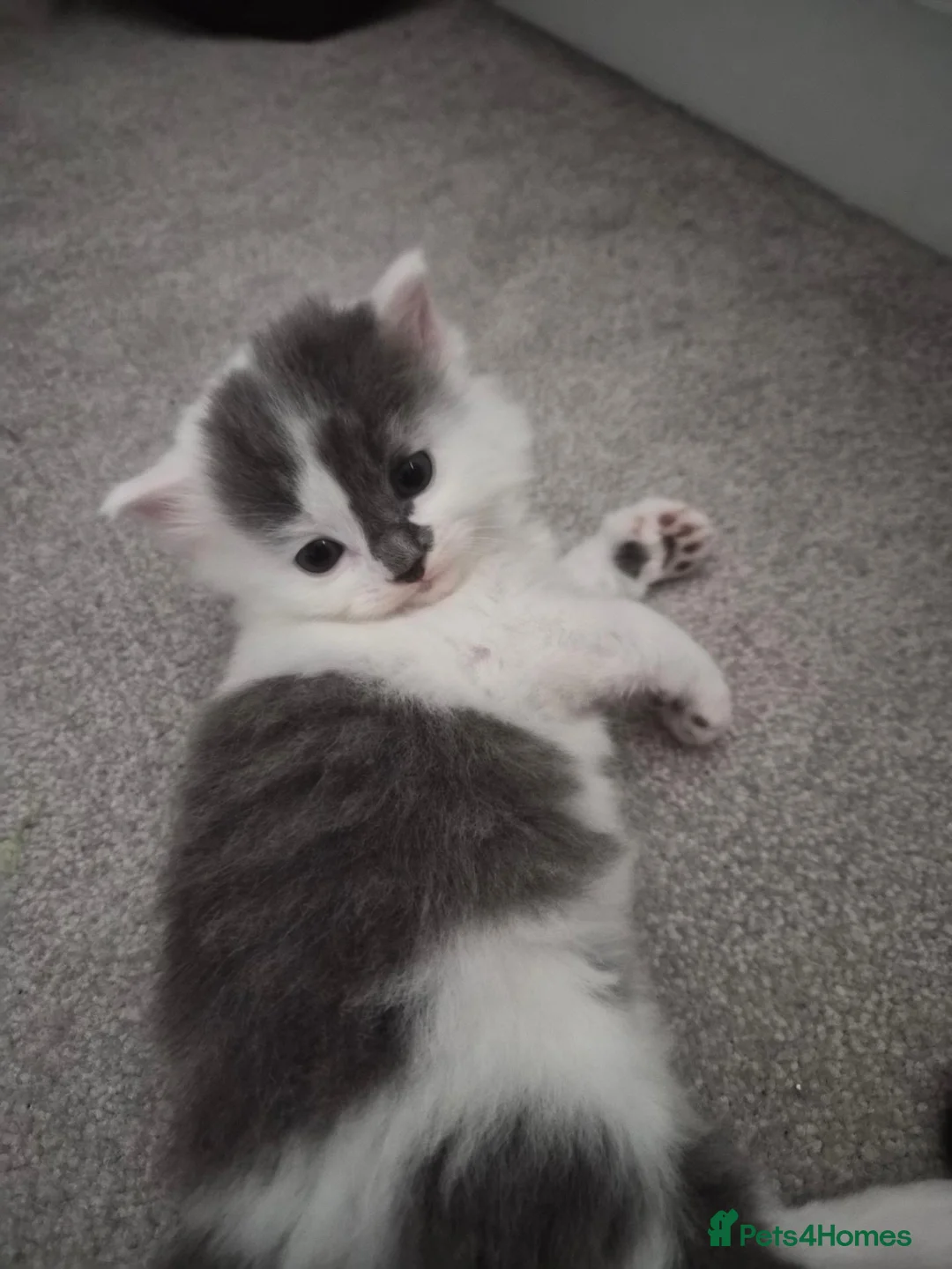 Mixed Breed cats for sale: Beautiful Kittens looking for loving homes  in Camberley - Advert 2