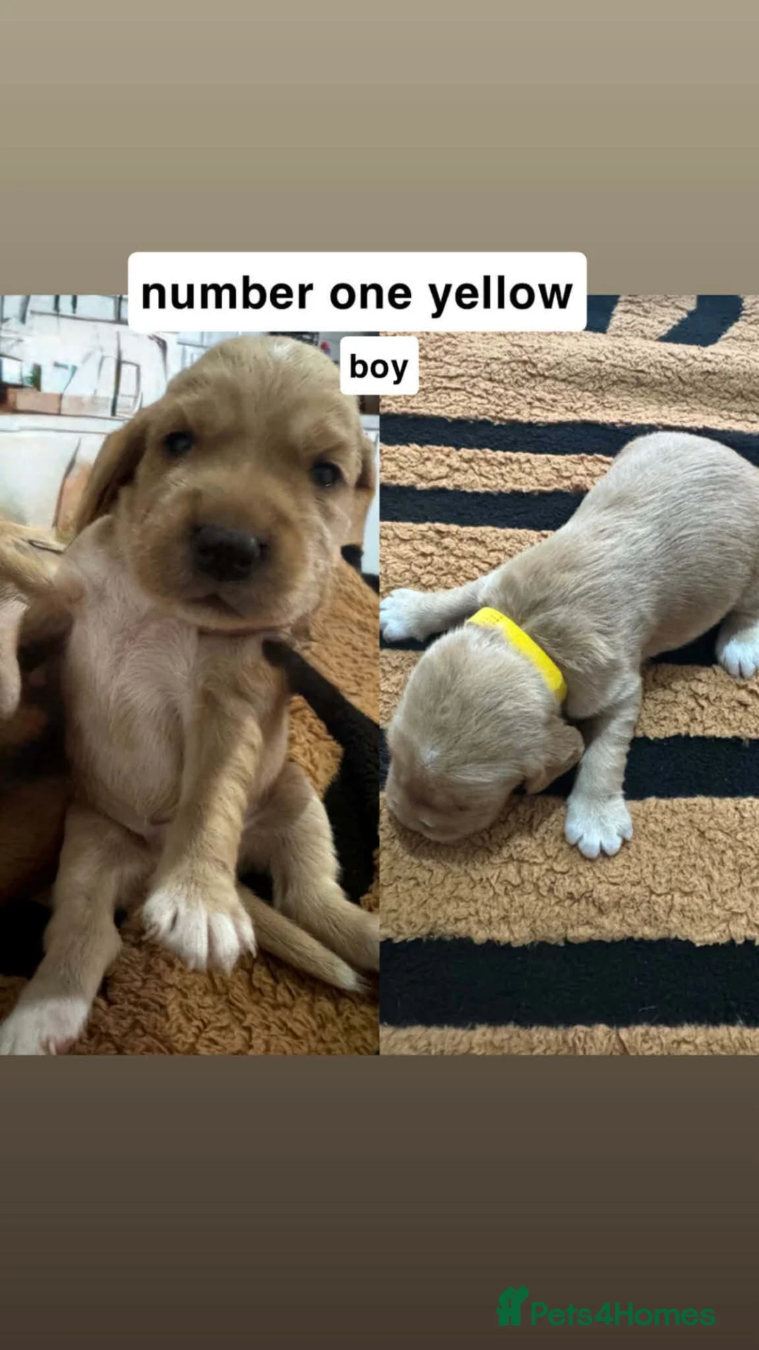 Mixed Breed dogs for sale: Cocker spaniel x labrador xEngland spring spaniel  - Advert 2