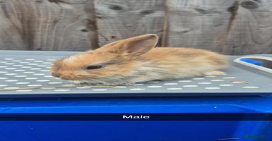 Lionhead rabbits - Advert 1