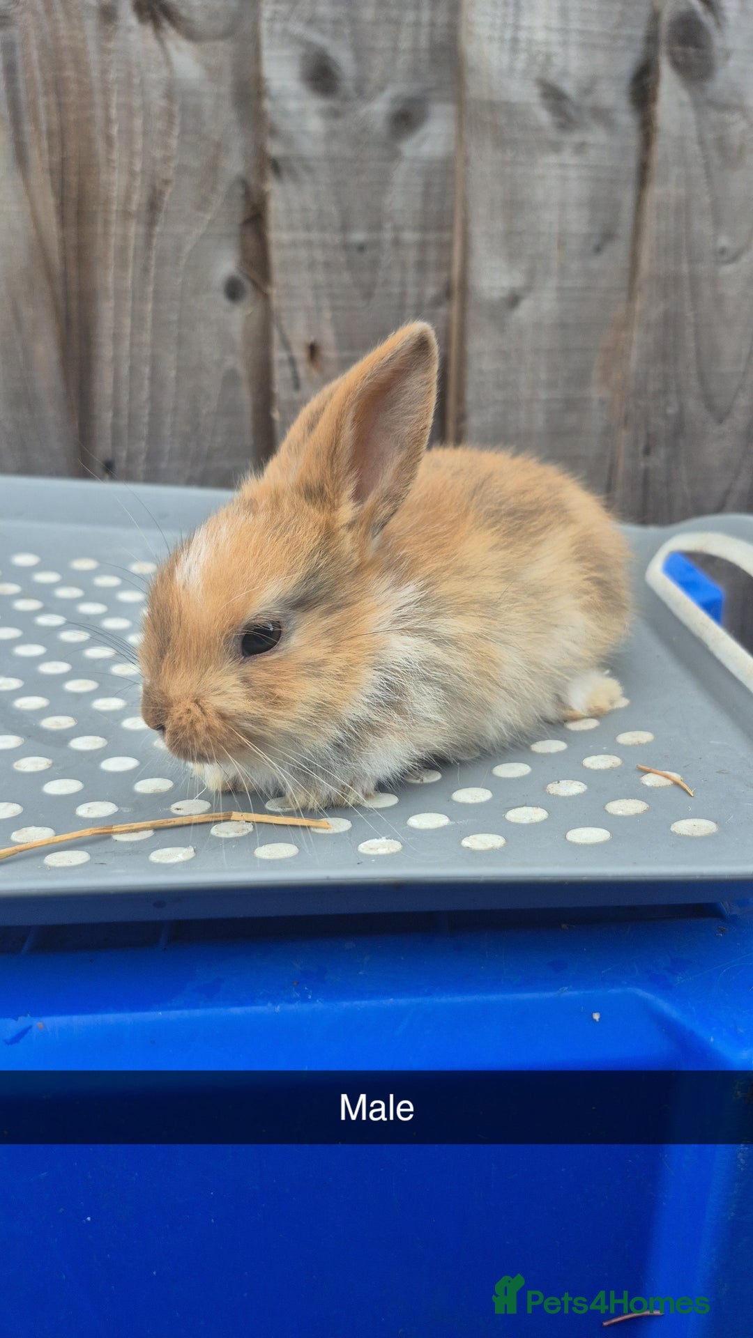 Lionhead rabbits for sale: 8 week old Lionhead baby rabbits - Image 1