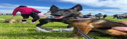 Belgian Shepherd Dog dogs for sale: 6 month old Belgian Malinois  - Advert 4