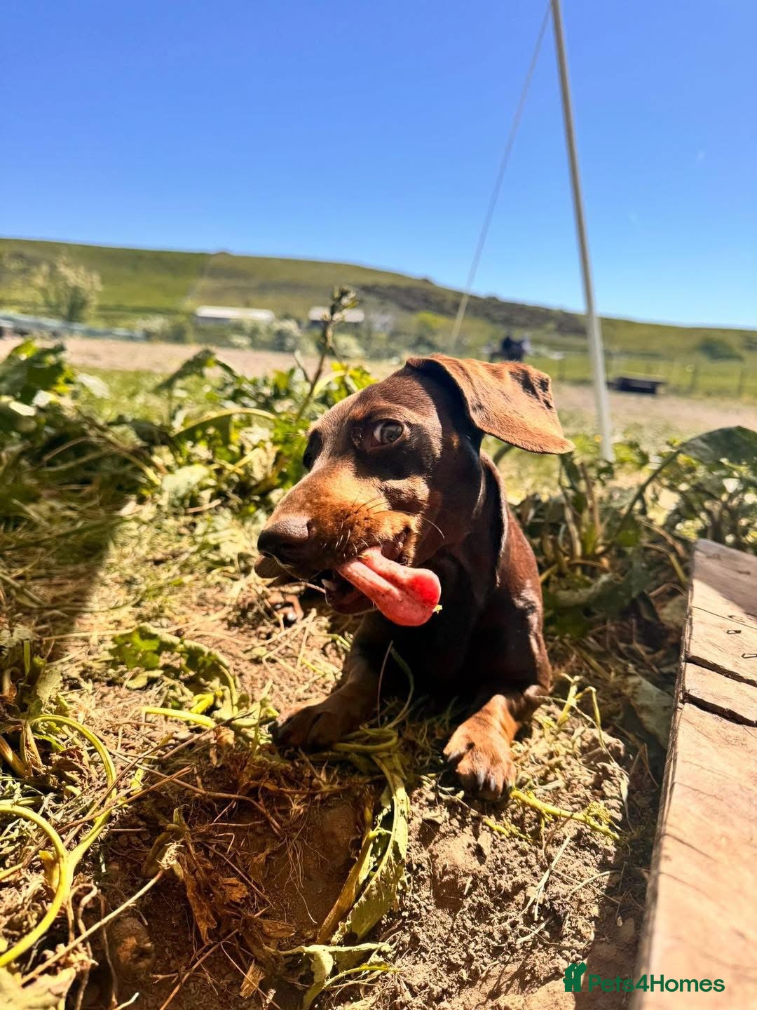 Miniature Dachshund dogs 3 year old Arlo - Advert 1