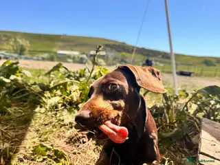 Miniature Dachshund dogs 3 year old Arlo - Advert 1