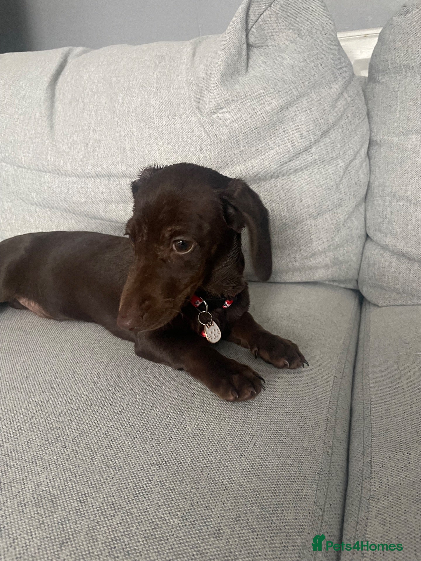Dachshund dogs Dachshund puppies  - Advert 15