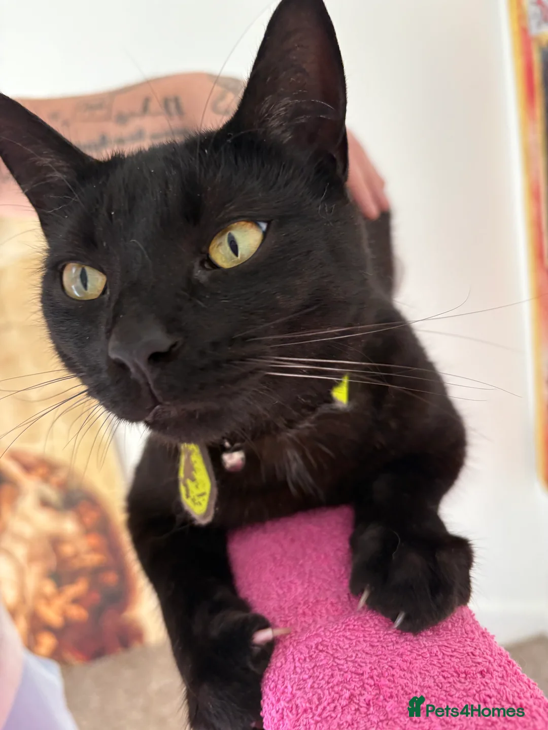 Mixed Breed cats for sale: Beautiful Boy Tobi  - Advert 1