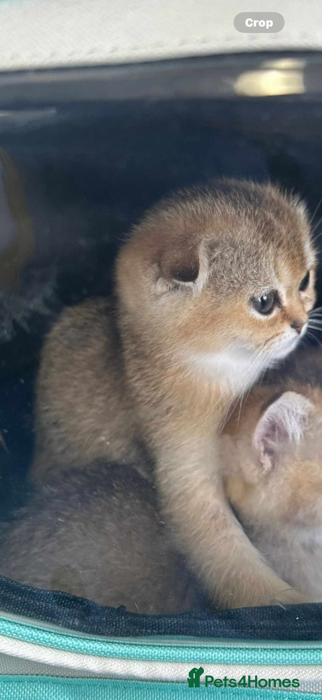 Scottish Fold cats for sale: Stunning Scottish fold golden  - Image 6