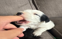 Mixed Breed dogs for sale: Cocker spaniel x chihuahua dalmation  - Image 8