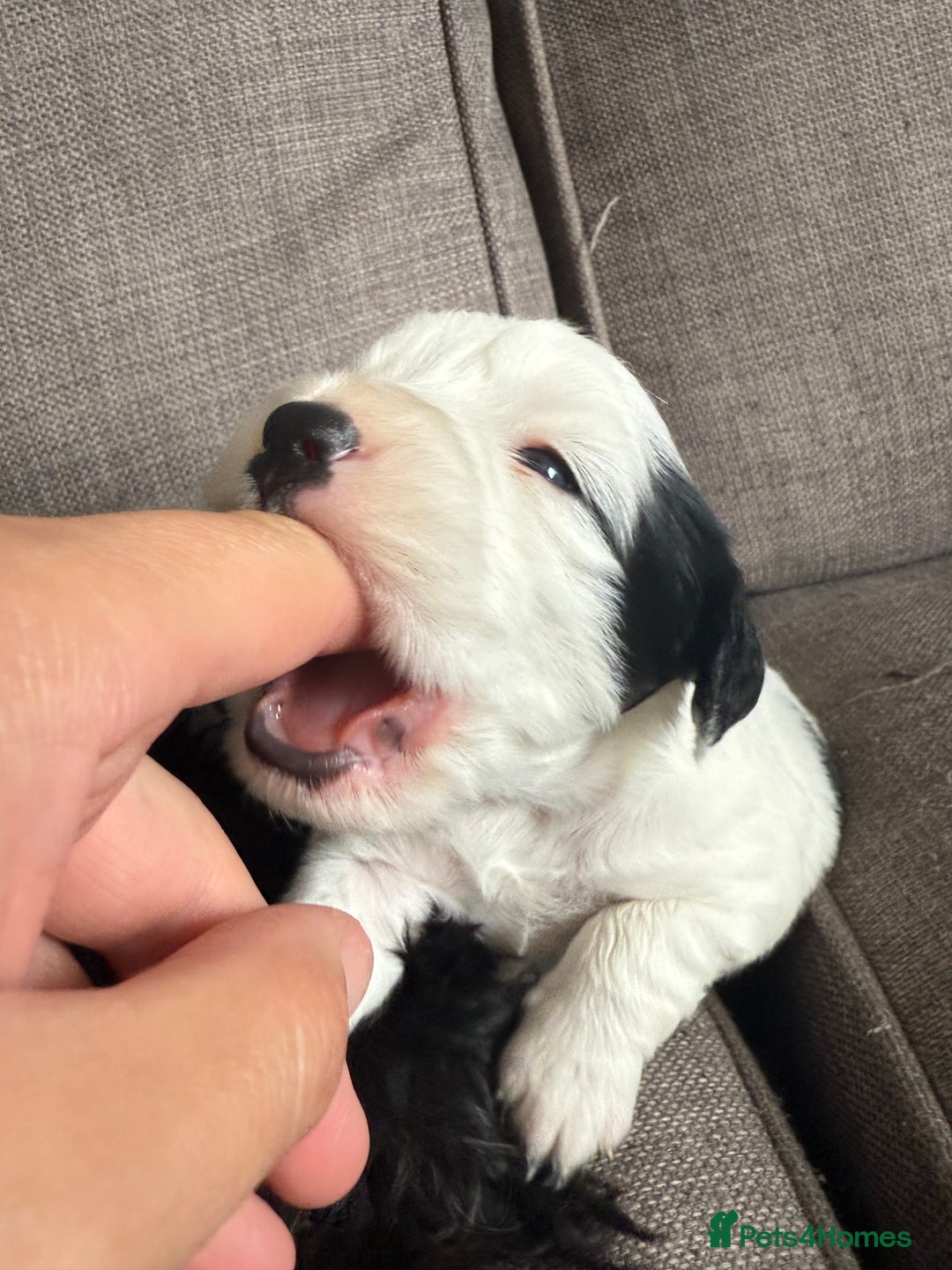 Mixed Breed dogs for sale: Cocker spaniel x chihuahua dalmation  - Image 8