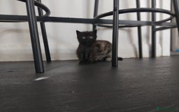 Persian cats for sale: 3 Stunning Female Kittens for Sale  - Image 10
