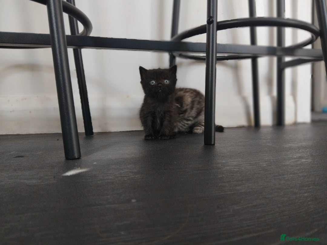 Persian cats for sale: 3 Stunning Female Kittens for Sale  - Image 10