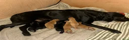 Labrador Retriever dogs for sale:  FTW Sired Working Labrador Pups – Black & Fox Red - Advert 3