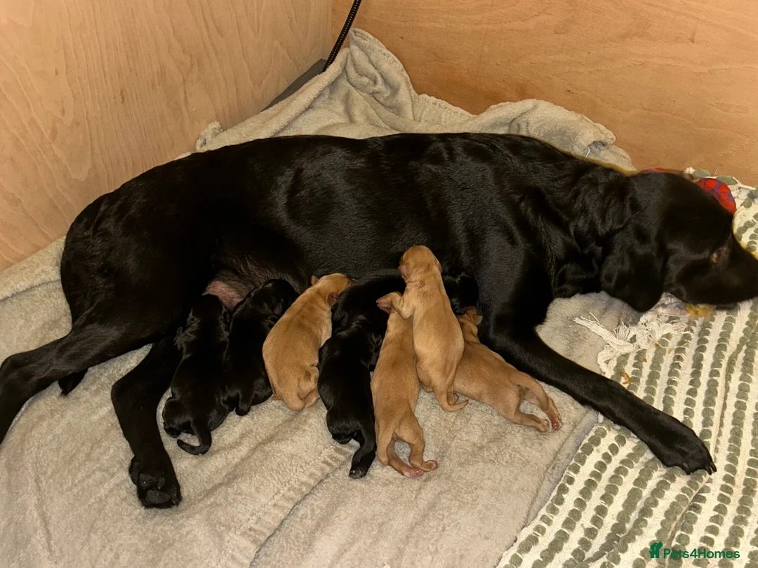 Labrador Retriever dogs for sale:  FTW Sired Working Labrador Pups – Black & Fox Red - Advert 2