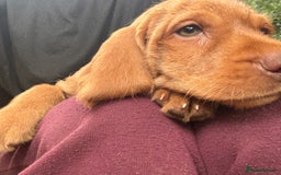 Hungarian Vizsla dogs for sale: Hungarian WIREHAIRED Vizsla puppies KC reg in Cranbrook - Image 4