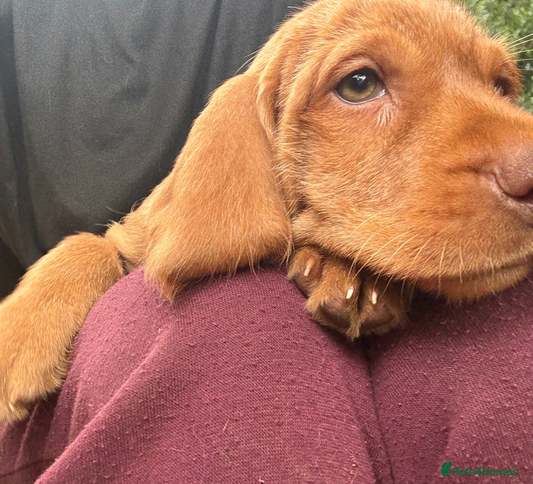 Hungarian Vizsla dogs for sale: Hungarian WIREHAIRED Vizsla puppies KC reg in Cranbrook - Image 4