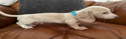 Miniature Dachshund dogs for sale: Beautiful Cream Dachshund Pups 5 ⭐ Licensed  - Advert 20