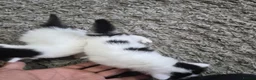 Turkish Van cats for sale: Ready to leave babies x3 black and white  - Advert 3