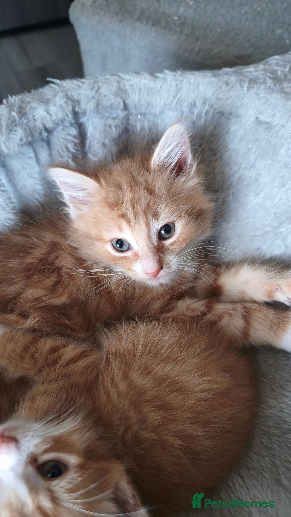 Mixed Breed cats Maincoon cross kitten  - Advert 2