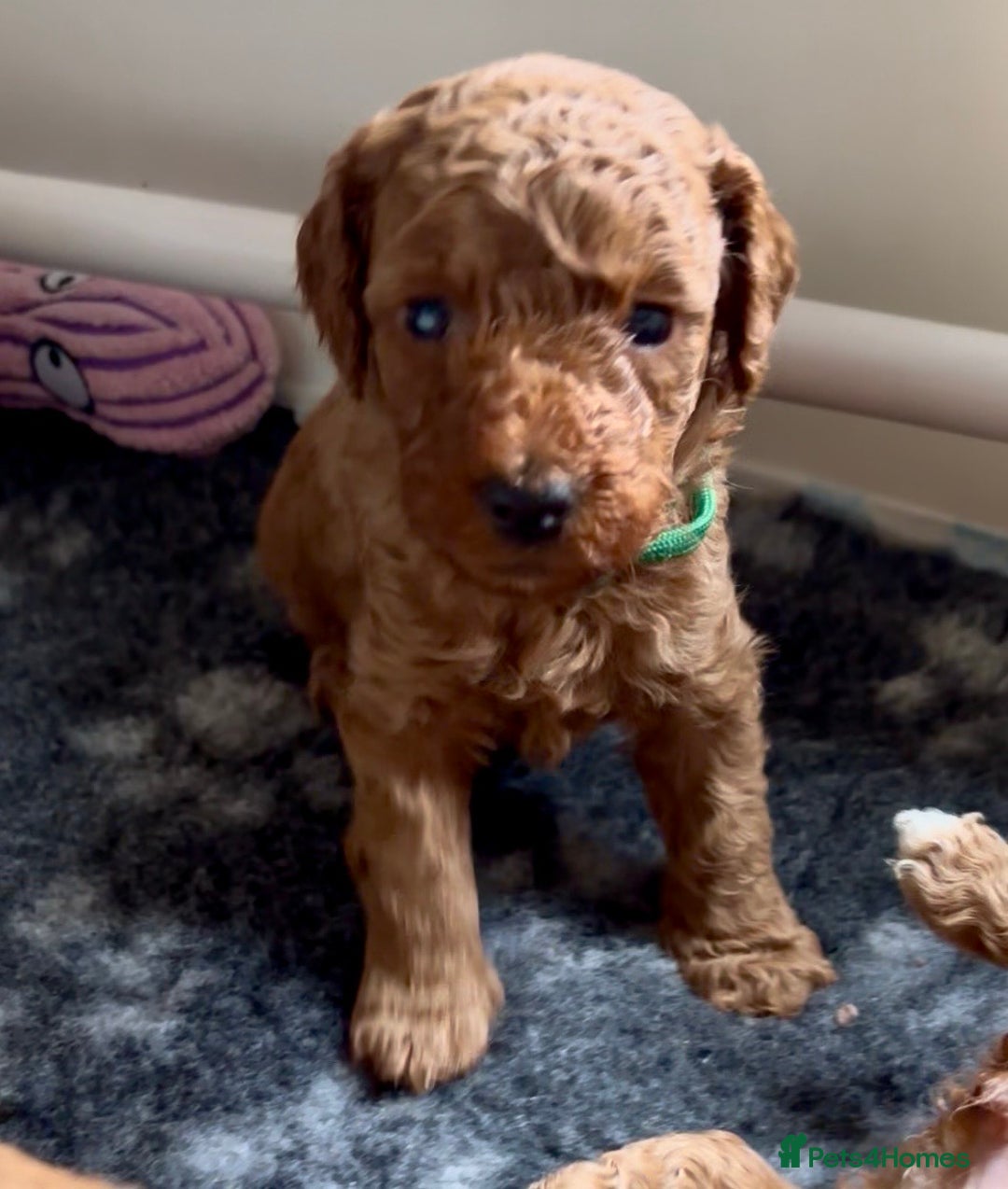 Cockapoo dogs for sale: Stunning Fox Red F1B Cockapoos only 1 girls left - Image 13