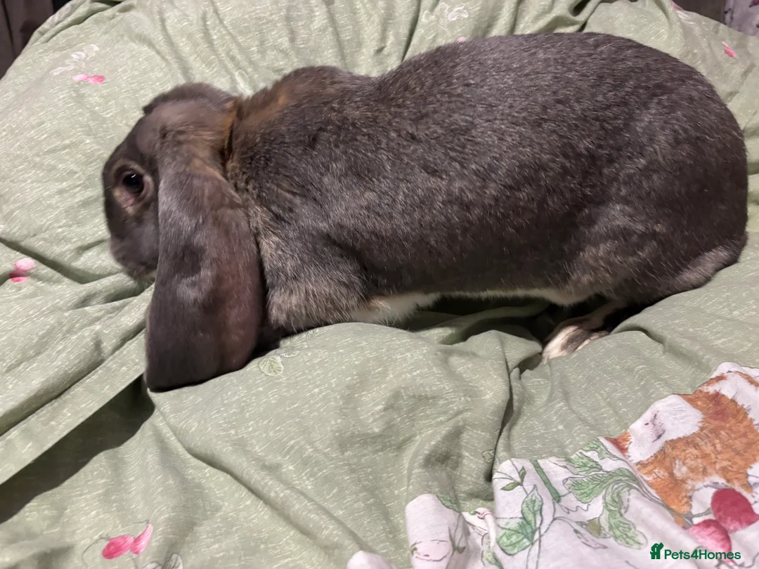 English Lop rabbits for sale: Female English lops  - Advert 2