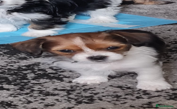 Mixed Breed dogs for sale - Advert 1