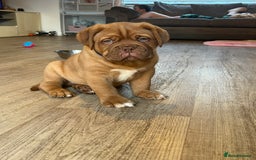 Dogue De Bordeaux dogs for sale: Beautiful KC Dogue De Bordeaux Puppies - Advert 15