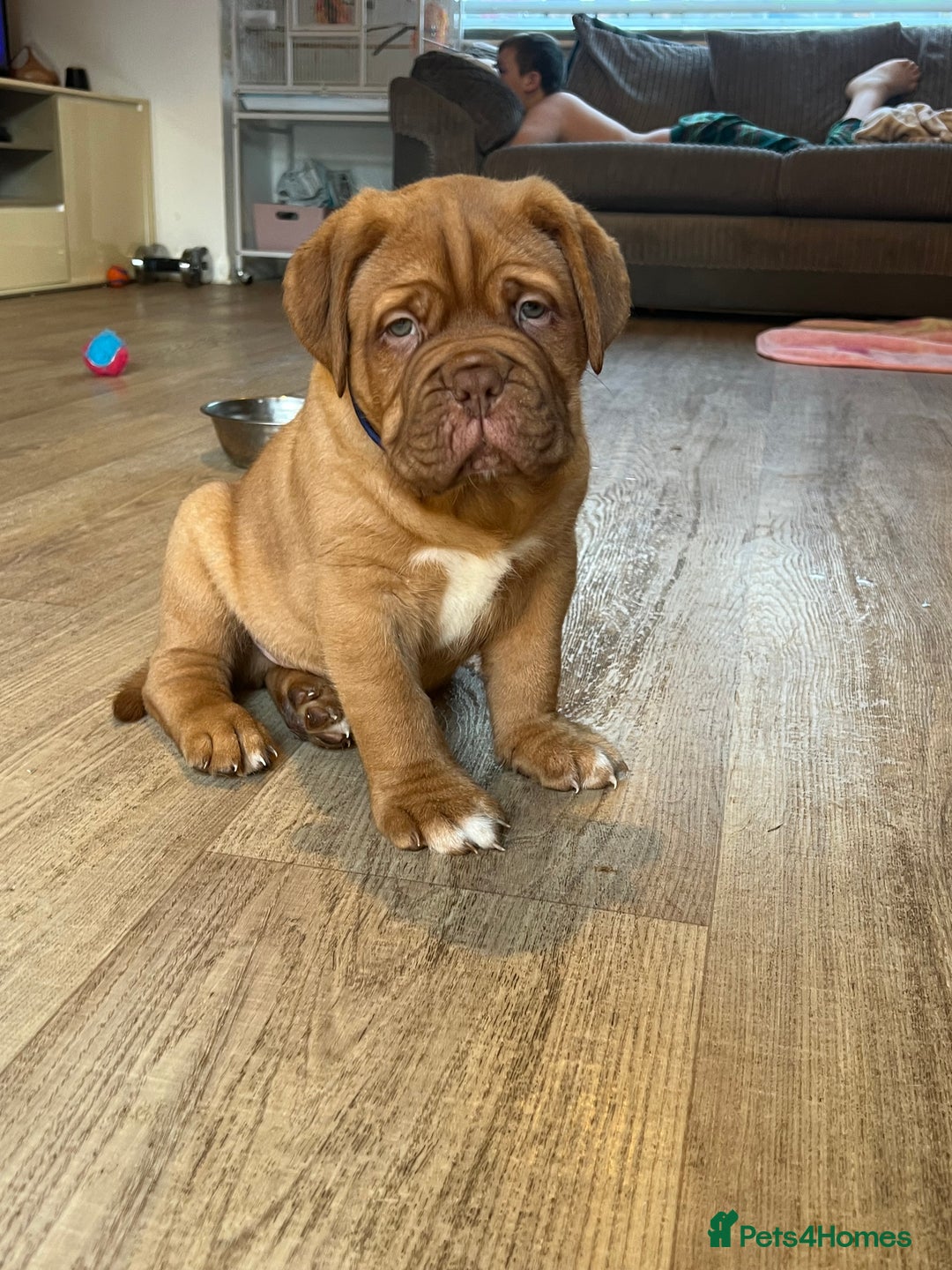Dogue De Bordeaux dogs for sale: Beautiful KC Dogue De Bordeaux Puppies - Advert 15