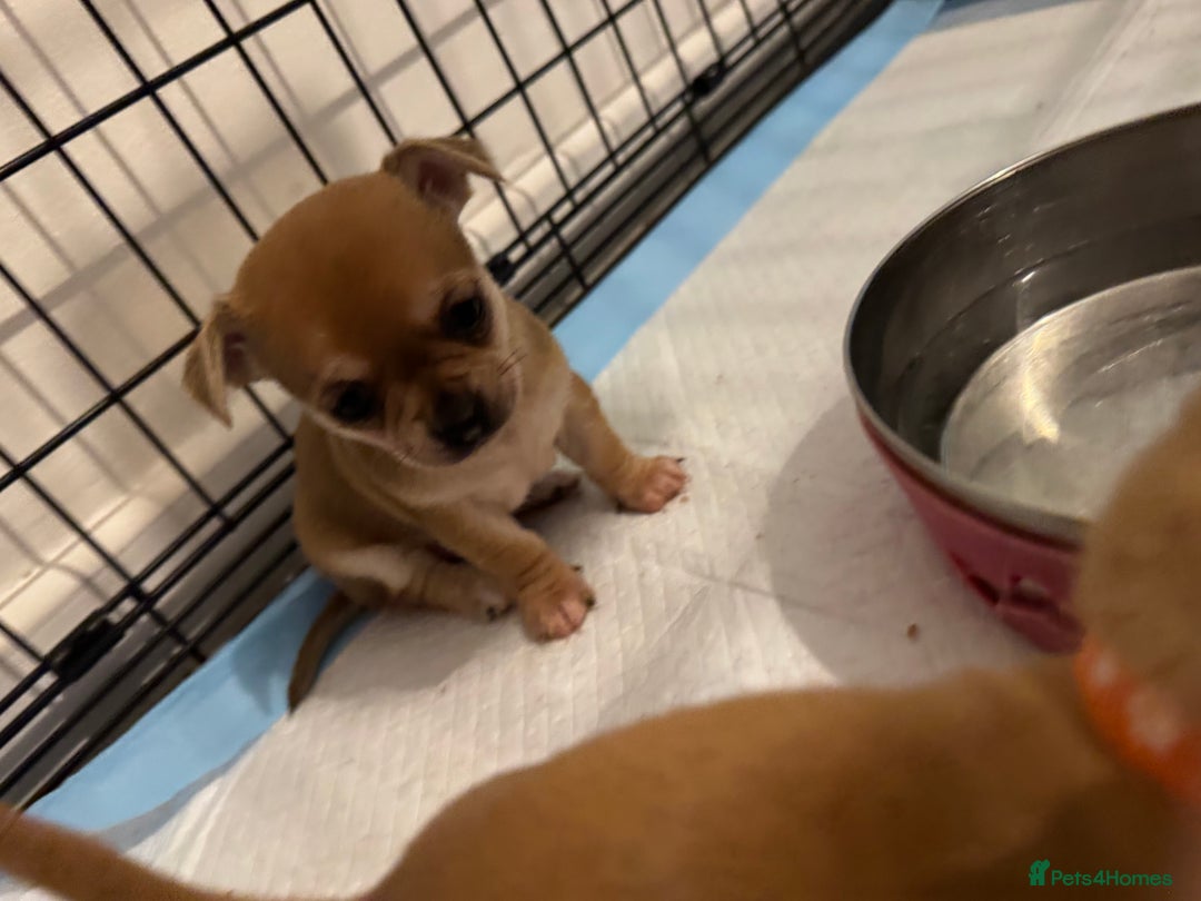 Chihuahua dogs for sale: Chihuahua pups - Image 7