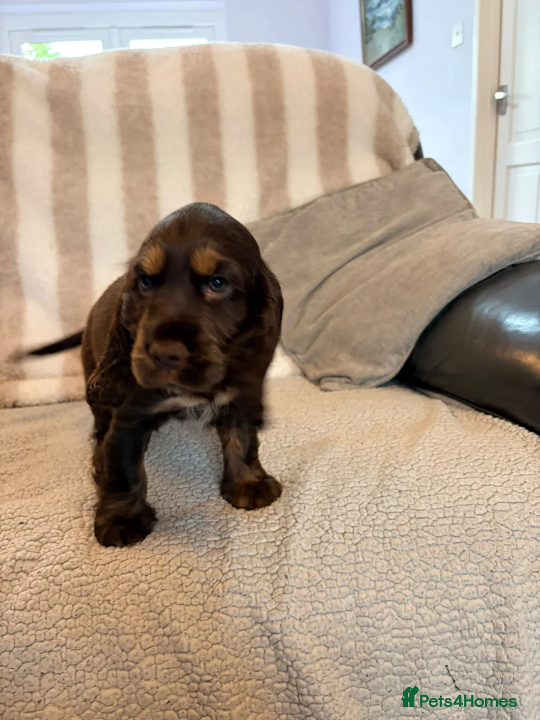 Cocker Spaniel dogs for sale: Beautiful Show Cocker Spaniel pup - Advert 2