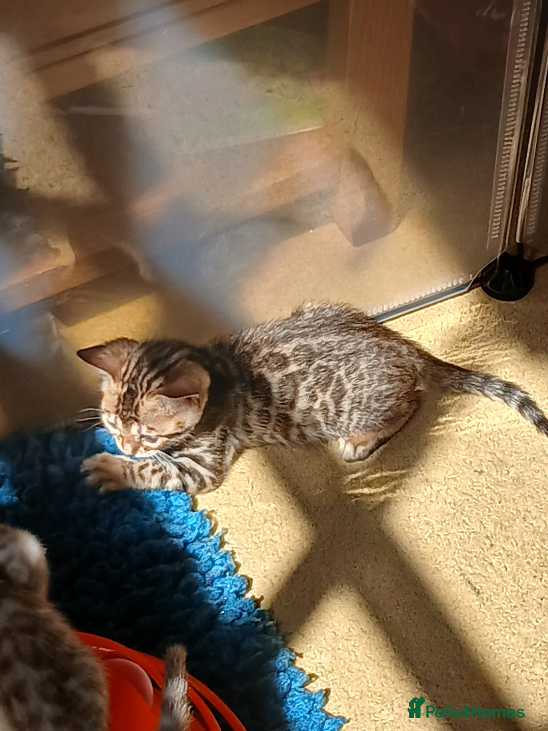 Bengal cats for sale: TICA Family-raised Bengal Kittens Vet Checked - Image 23