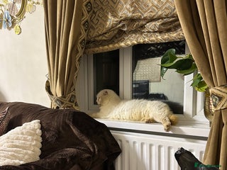 Turkish Angora cats - Advert 5