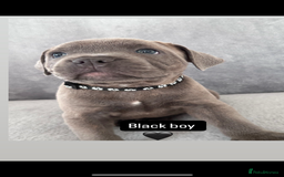 Staffordshire Bull Terrier dogs for sale: Blue Staffordshire bull terrier  - Image 13