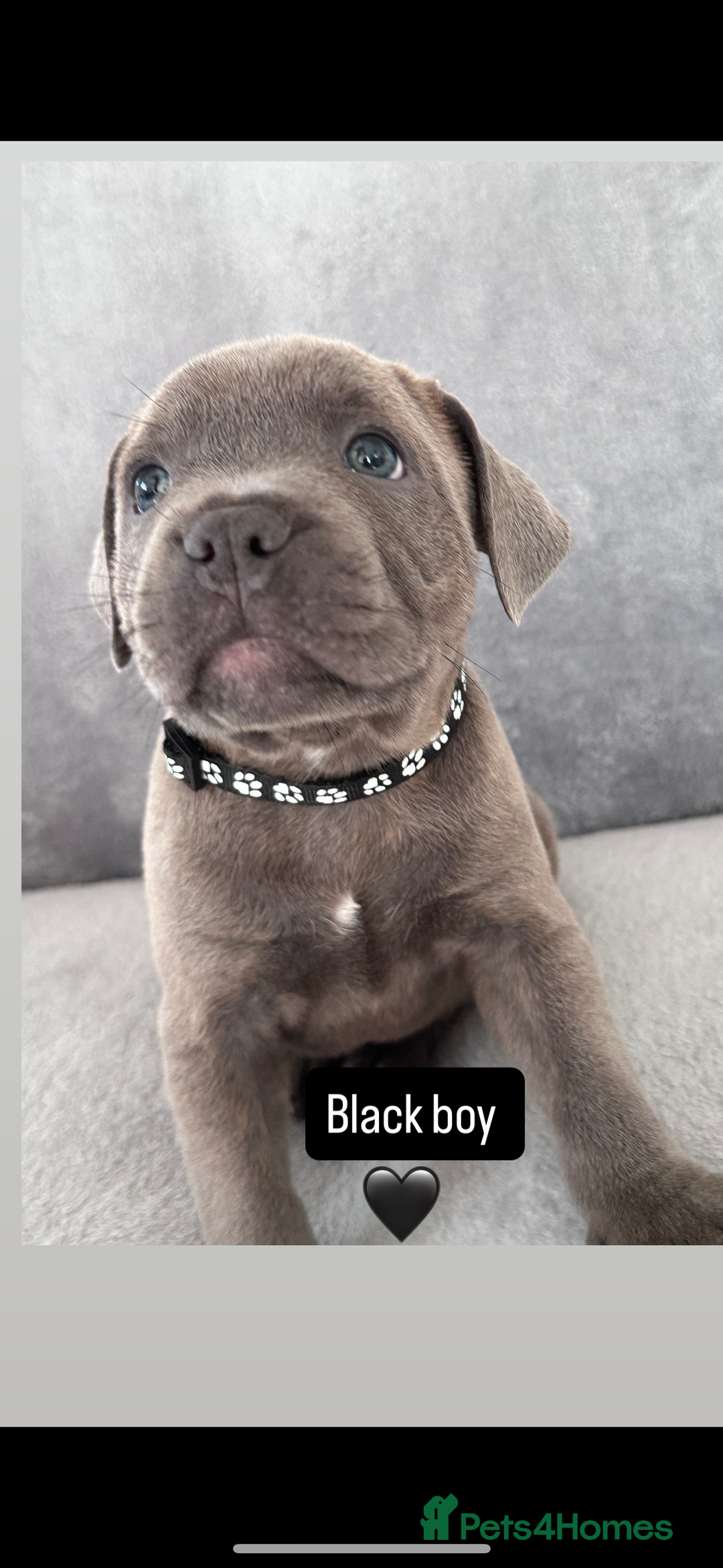 Staffordshire Bull Terrier dogs for sale: Blue Staffordshire bull terrier  - Image 13