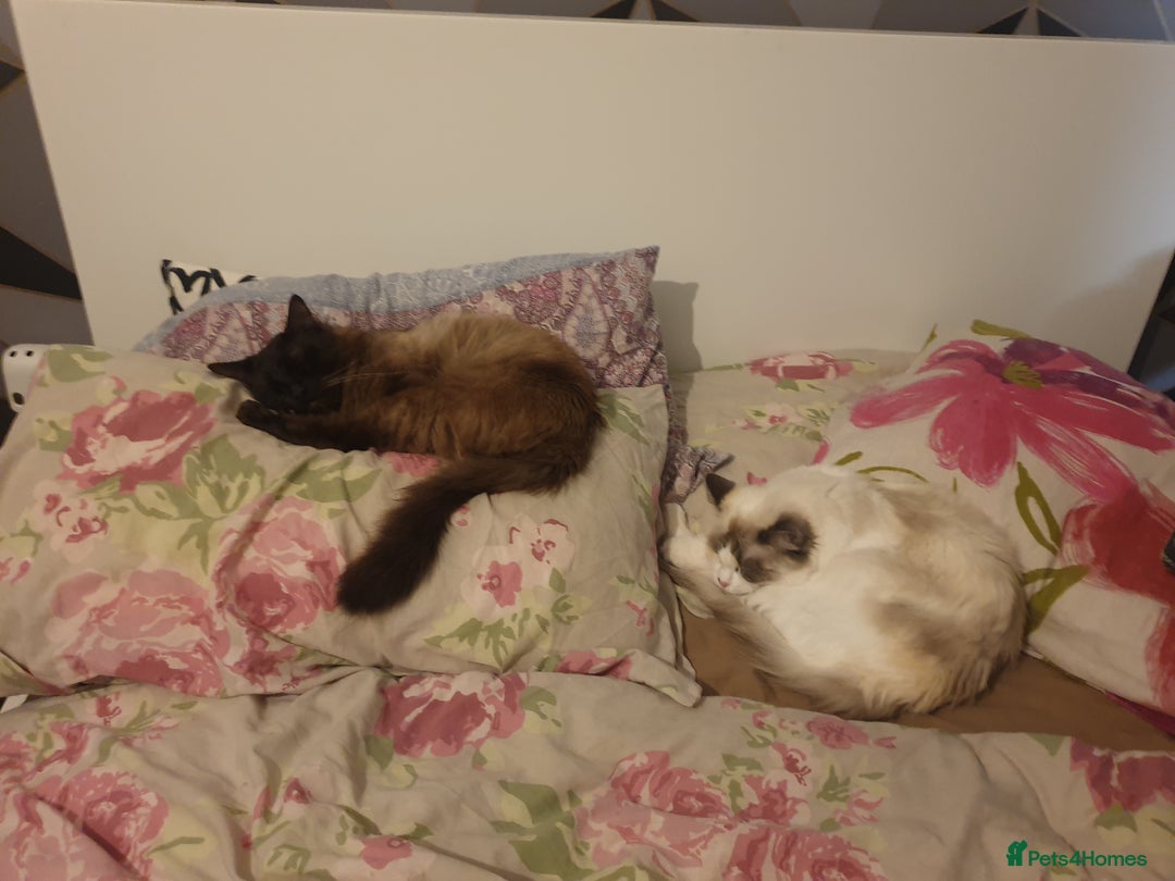 Ragdoll cats for sale: 2 ragdoll cats for rehoming - Image 9