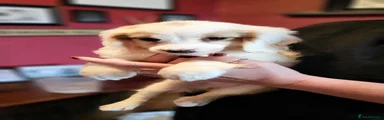 Cockapoo 8