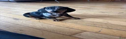 Dachshund dogs for sale: Dachshund puppies - Advert 16