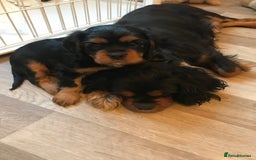 Cavalier King Charles Spaniel dogs for sale: Ckcs puppies kc reg dna clear  - Image 2