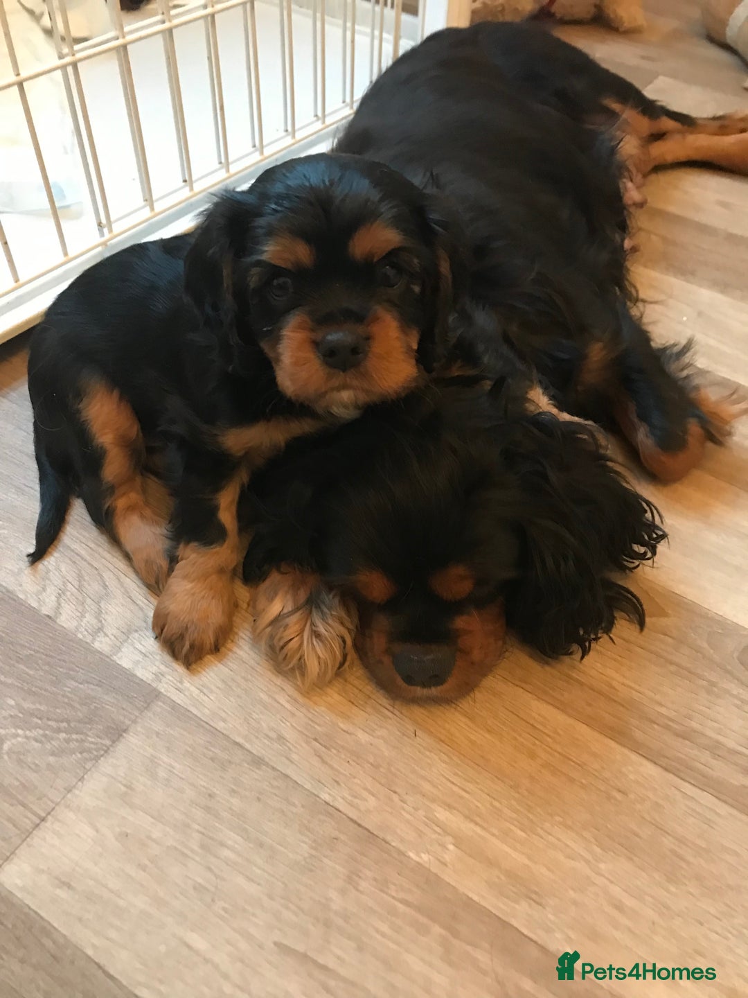 Cavalier King Charles Spaniel dogs for sale: Ckcs puppies kc reg dna clear  - Image 2