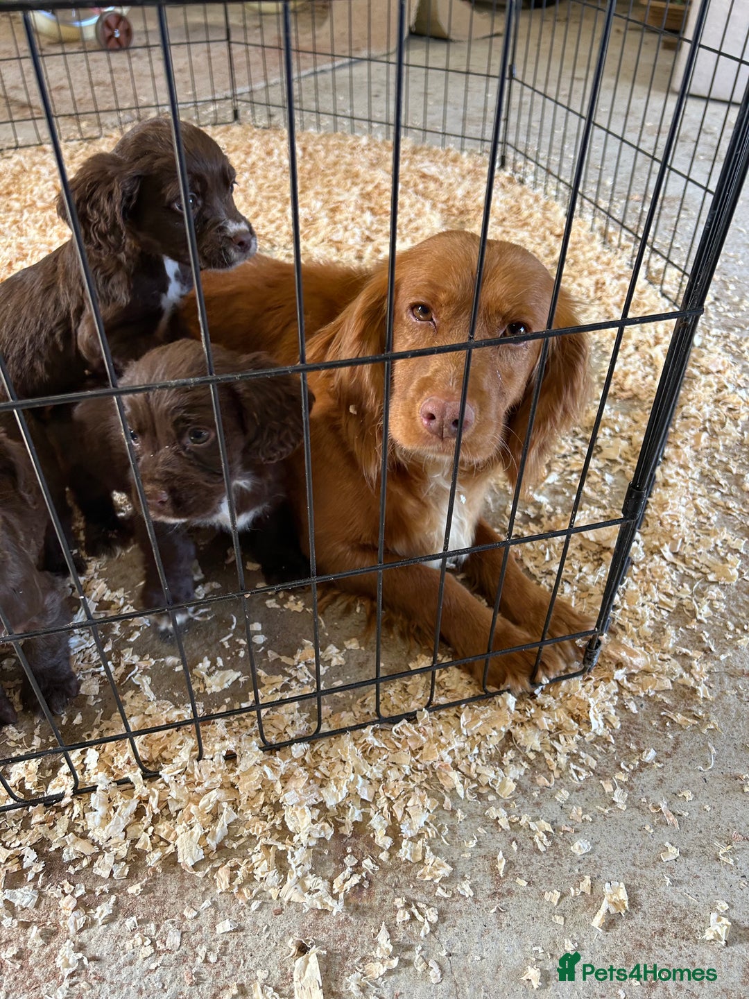 Cocker Spaniel dogs for sale: Cocker spaniel puppies  - Advert 2