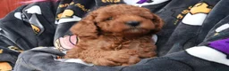 Mixed Breed dogs for sale: 1 RED BOY AVAILABLE TOY X MINIATURE POODLE PUPPIES - Advert 10