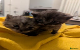 British Shorthair cats for sale:  🐾 BSH Blue,Chocolate& Tabby– Whiskers Kittens 🐾 - Image 4